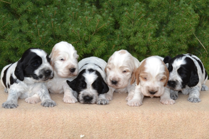 13-Janet, Jambo, Just, Jantar, Jessi, Janie.JPG